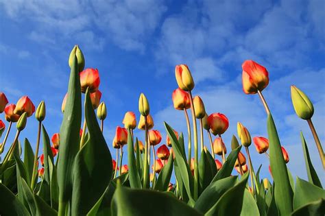 tulips, flowers, tulip field, tulpenbluete, tulip fields, field of flowers, colorful, holland ...