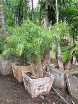 palm trees nursery near me - Wendie Chavarria