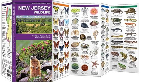 New Jersey Wildlife (Pocket Naturalist® Guide)