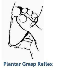 Normal Plantar Reflex