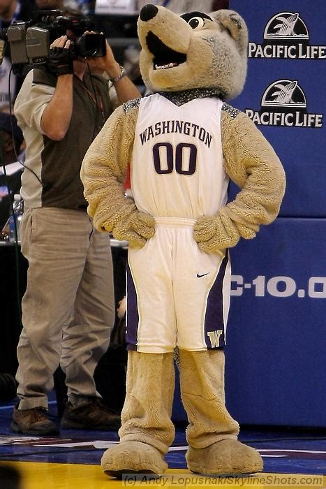 Washington Huskies mascot photo - Andy Lopušnak Photography photos at pbase.com