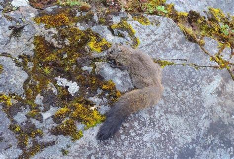 5 Fakta Woolly Flying Squirrel, Tupai Berukuran Raksasa!