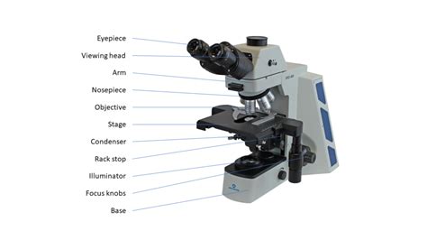 Exploring Upright Microscopes: Everything You Need to Know / ACCU-SCOPE News & Events