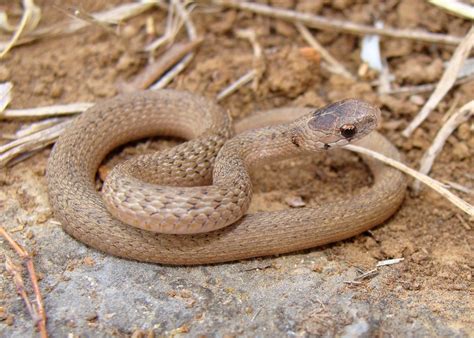 Pin on Snakes