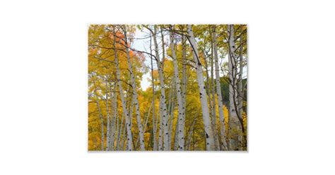 Colorado Birch trees in the fall Photo Print | Zazzle