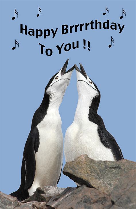 Penguin Birthday Card Photograph by Ginny Barklow - Fine Art America