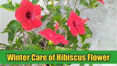 Hibiscus Plant care in winter || how to take care of Hibiscus in winter season || - YouTube