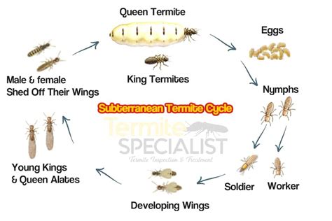 Subterranean Termite Life Cycle