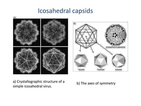 PPT - Virus Structure PowerPoint Presentation - ID:2274590