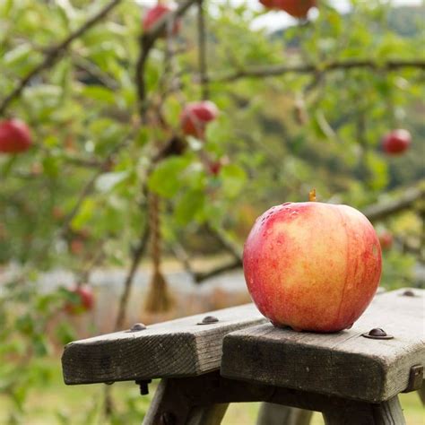 How To Prune An Apple Tree: An Easy Step-By-Step Guide - The Outdoor ...