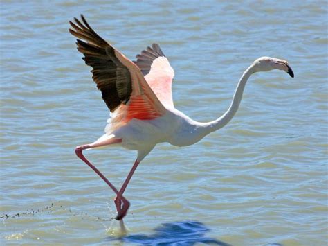 flamingo wing anatomy - Поиск в Google | Flamingo, Flamingo photo, Greater flamingo