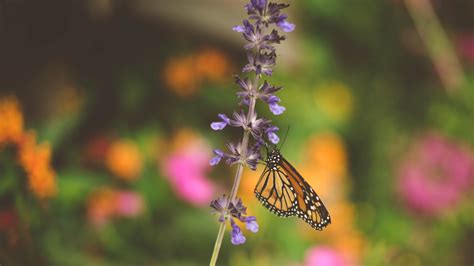 Lavender Butterfly Wallpapers - Top Free Lavender Butterfly Backgrounds ...