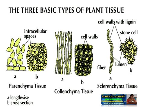 SONU ACADEMY: PLANT TISSUE-TEXT