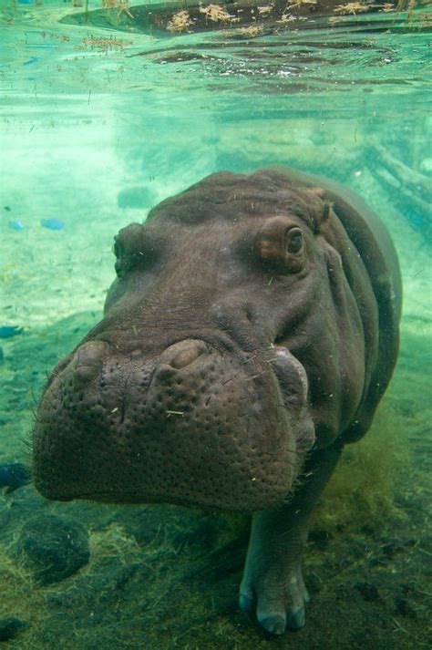 Hippo underwater by ~Paladin27 | Animals, Animals beautiful, Underwater ...