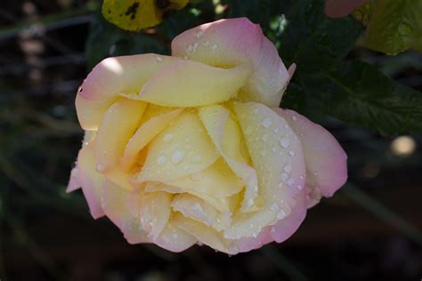 Post-rain peace rose 13 | josquin2000 | Flickr