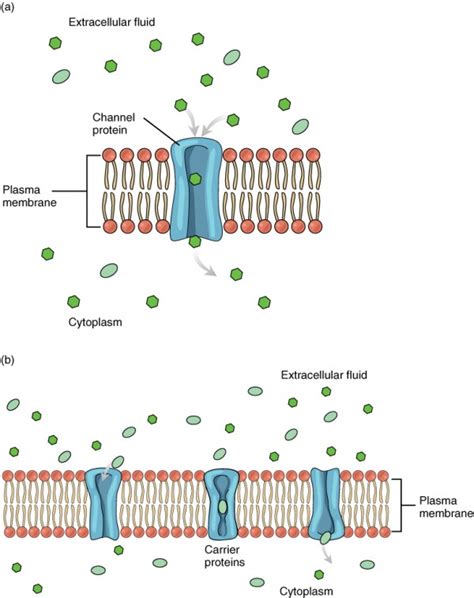 Membrane Transport | Anatomy and Physiology