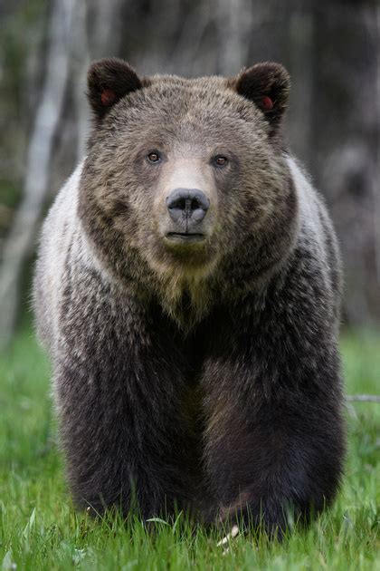 Jorn Vangoidtsenhoven Wildlife and Nature Photography | Grizzly Bear ...