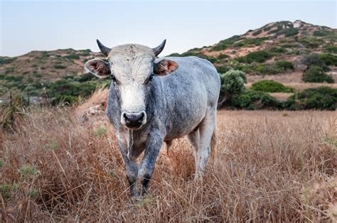 Free Images : grass, field, meadow, prairie, wildlife, horn, cow, herd, pasture, grazing, sheep ...