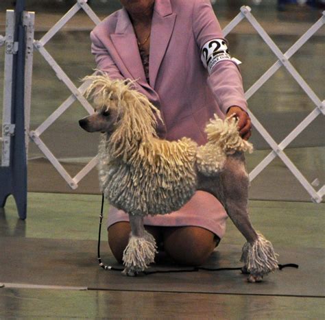 Cording a mini? - Poodle Forum - Standard Poodle, Toy Poodle, Miniature ...