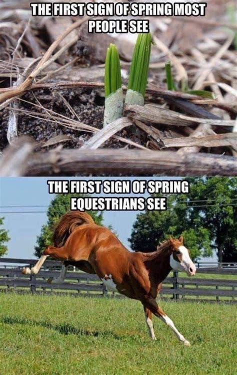 No one gets spring fever like a horse | Horse quotes funny, Funny horse memes, Funny horses