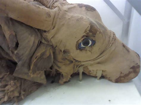 The Mummy Blog: Animal Mummies