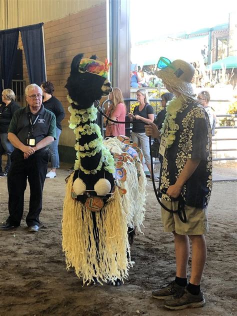 Llama shows off its best costume at Minnesota State Fair | The Weekly Times