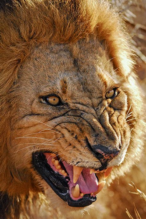 Snarling Lion | Cameron Azad | Flickr