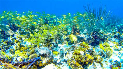 Rainbow Reef Snorkeling | Bimini Islands