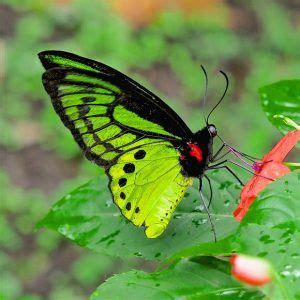 Common Green Birdwing Butterfly: Identification, Facts, & Pictures ...