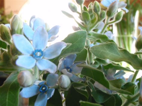 Oxypetalum Pure blue Sunny California, Blue Flowers, Star, Pure ...