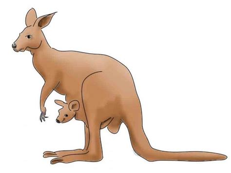 Kangaroo. Engineering drawing. Drawings. Pictures. Drawings ideas for ...