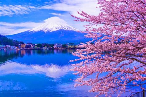 Lake Kawaguchi, Japan. Cherry Blossom. Mount Fuji View