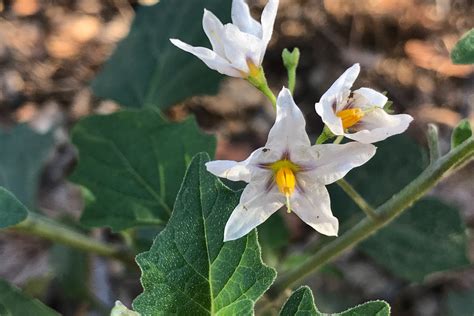 Plant of the Month - Douglas Nightshade