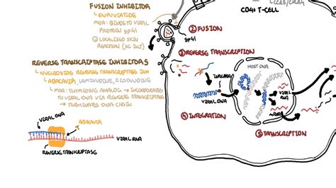 Pharmacology - HIV antiretroviral drugs (classes, mechanism of action ...