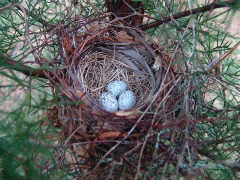 Photo Share: Northern Cardinal nest with eggs