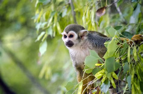 Phoenix Zoo | Visit Arizona