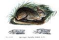 Category:Leporidae illustrations - Wikimedia Commons