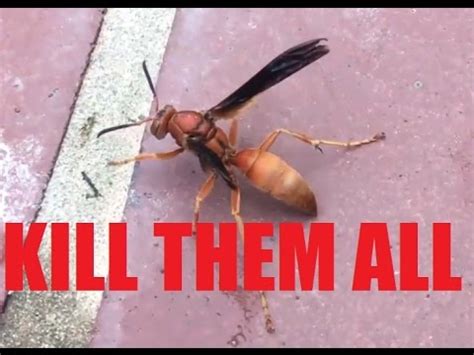 EPIC WAR: Texas Red Wasp Hornet Nest KILL Compilation! SLOW MO! - YouTube