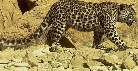 Threatened Mammals Of Yemen - WorldAtlas.com