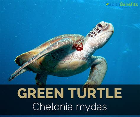 Green Turtle Facts, Health Benefits and Nutritional Value