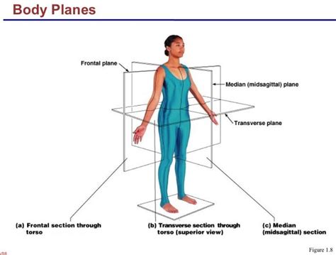 Body plane medical terminology - www.anatomynote.com | Basic anatomy ...