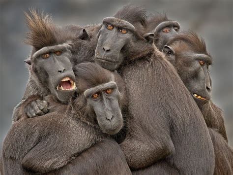 Eyewitness: Indonesia | Primates, Fotos de animales, Animales