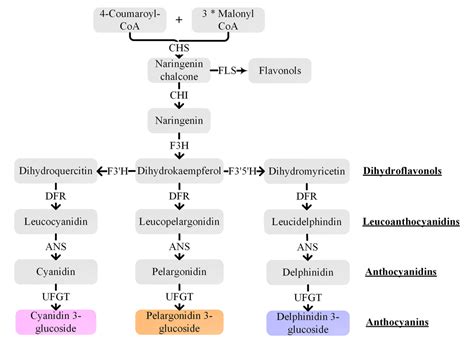 Figure 4 from Anthocyanin Biosynthesis and Degradation Mechanisms in ...