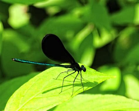 Blue and Black Dragonfly by Joseph McKee | ArtWanted.com