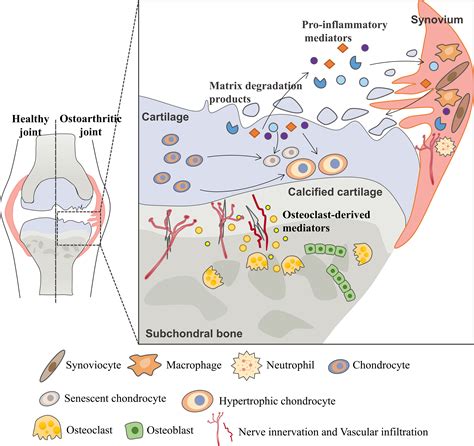 Frontiers | G Protein-Coupled Receptors in Osteoarthritis