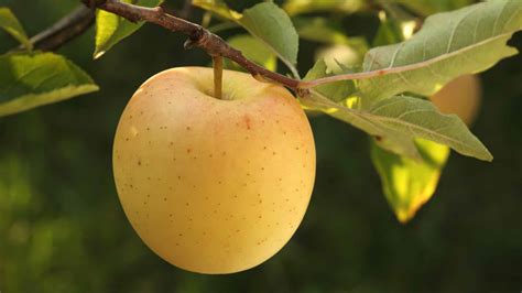 6 Fruit Trees That Thrive in Zone 7 - A-Z Animals