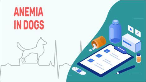 Anemia In Dogs - Causes, Symptoms, & Treatment - Petmoo