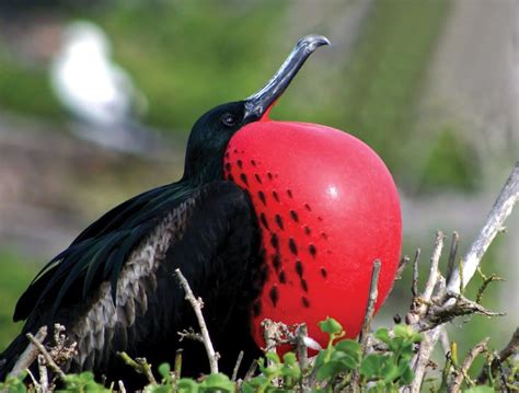 Barbuda's Sanctuary For Frigatebirds