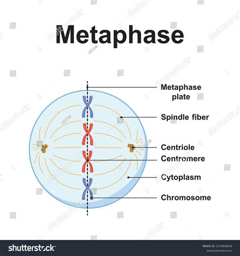 Scientific Designing Metaphase Second Stage Mitosis Stock Vector (Royalty Free) 2125958618 ...