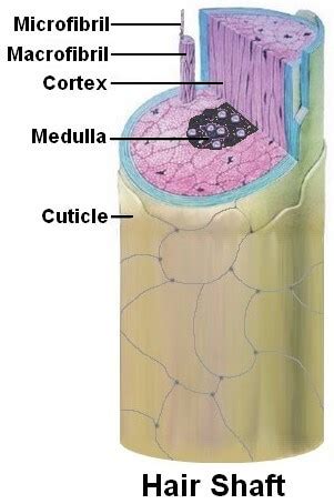 Hair follicle hair root diagram 191387 - Potoapixnanbio